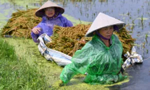 Nông dân lội nước tới bụng để vớt lúa